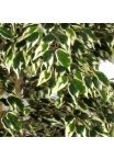 Ficus Artificiale Hawaiian Variegato, Tronco Bosco da 175 a 250 cm