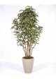 Ficus Artificiale Hawaiian Variegato, Tronco Bosco da 175 a 250 cm
