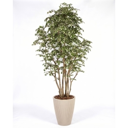 Ficus Artificiale Hawaiian Variegato, Tronco Bosco da 175 a 250 cm