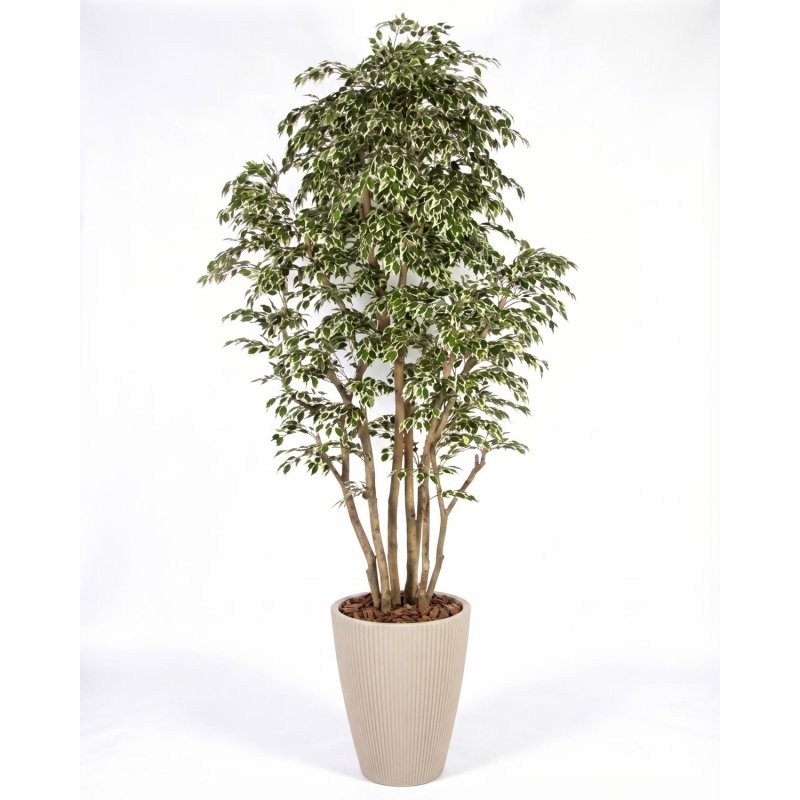 Ficus Artificiale Hawaiian Variegato, Tronco Bosco da 175 a 250 cm