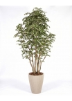 Ficus Artificiale Hawaiian Variegato, Tronco Bosco da 175 a 250 cm