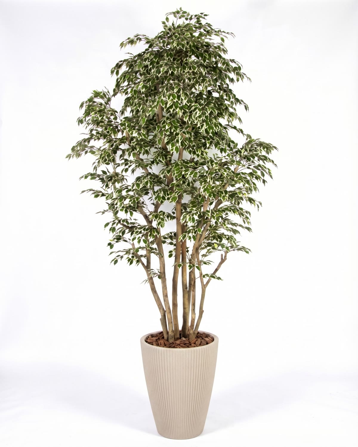 Ficus Artificiale Hawaiian Variegato, Tronco Bosco da 175 a 250 cm