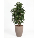 Ficus Artificiale Luxe Small Verde, Tronco Bosco, disponibile in varie altezze