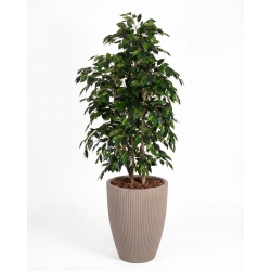 Ficus Artificiale Luxe Small Verde, Tronco Bosco, disponibile in varie altezze