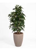 Ficus Artificiale Luxe Small Verde, Tronco Bosco, disponibile in varie altezze