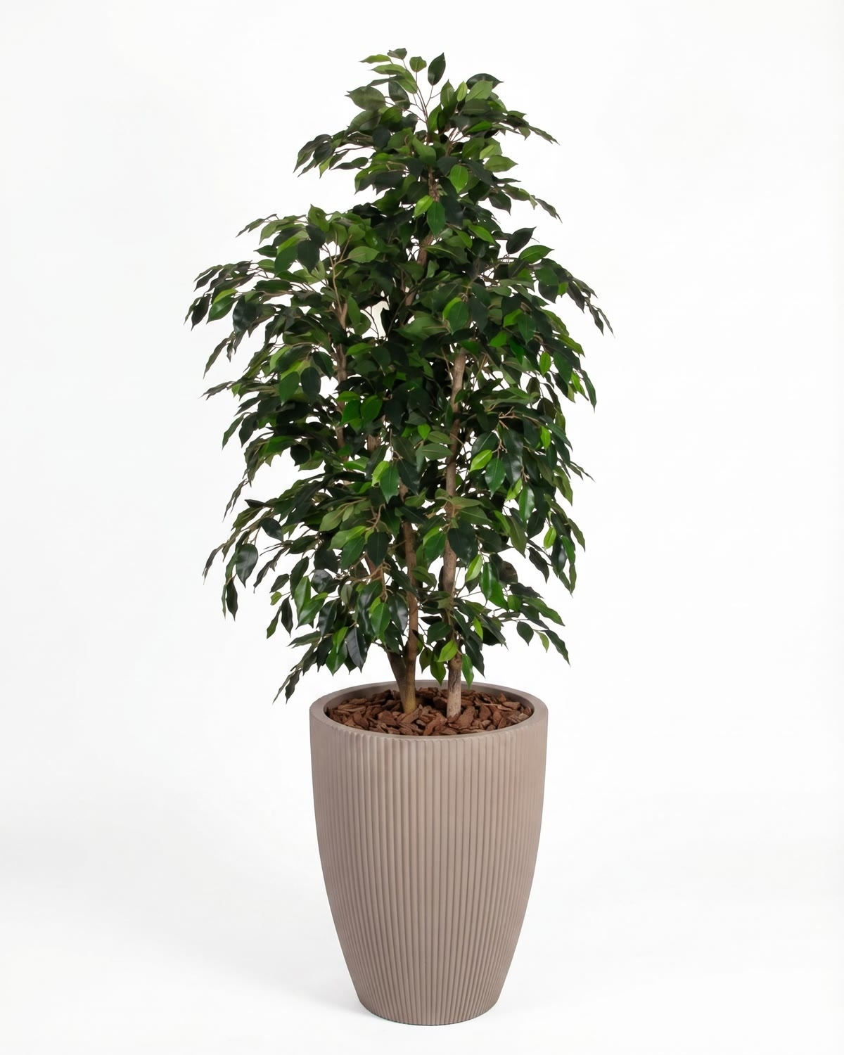 Ficus Artificiale Luxe Small Verde, Tronco Bosco, disponibile in varie altezze