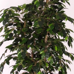 Ficus Artificiale Luxe Small Verde, Tronco Bosco, disponibile in varie altezze