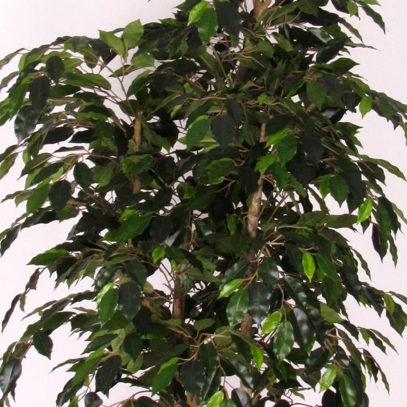 Ficus Artificiale Luxe Small Verde, Tronco Bosco, disponibile in varie altezze