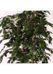 Ficus Artificiale Luxe Small Verde, Tronco Bosco, disponibile in varie altezze