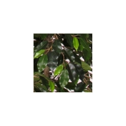 Ficus Artificiale Luxe Small Verde, Tronco Bosco, disponibile in varie altezze