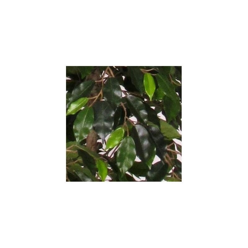 Ficus Artificiale Luxe Small Verde, Tronco Bosco, disponibile in varie altezze