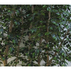 Ficus Elegance Seminaturale • Verde • Tronco Bosco Giant • H. 350 cm