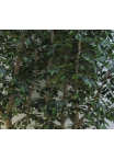 Ficus Elegance Seminaturale • Verde • Tronco Bosco Giant • H. 350 cm
