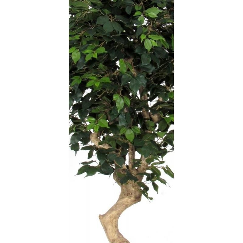 Ficus Elegance Seminaturale • Verde • Tronco Mediterraneo