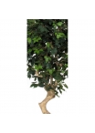 Ficus Elegance Seminaturale • Verde • Tronco Mediterraneo