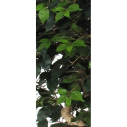 Ficus Elegance Seminaturale • Verde • Tronco Mediterraneo