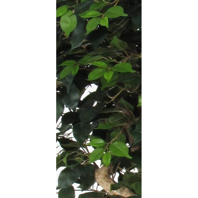 Ficus Elegance Seminaturale • Verde • Tronco Mediterraneo