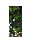 Ficus Elegance Seminaturale • Verde • Tronco Mediterraneo