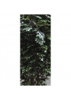 Ficus Giant Seminaturale • Verde • Tronco Mansanisi • H. da 3,5 a 5 m
