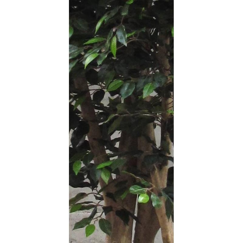 Ficus Giant Seminaturale • Verde • Tronco Mansanisi • H. da 3,5 a 5 m
