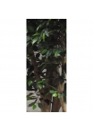 Ficus Giant Seminaturale • Verde • Tronco Mansanisi • H. da 3,5 a 5 m