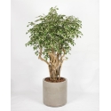 Ficus Hawaiian Seminaturale • Variegato • Tronco Tobago