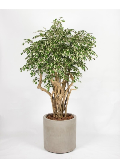 Ficus Hawaiian Seminaturale • Variegato • Tronco Tobago