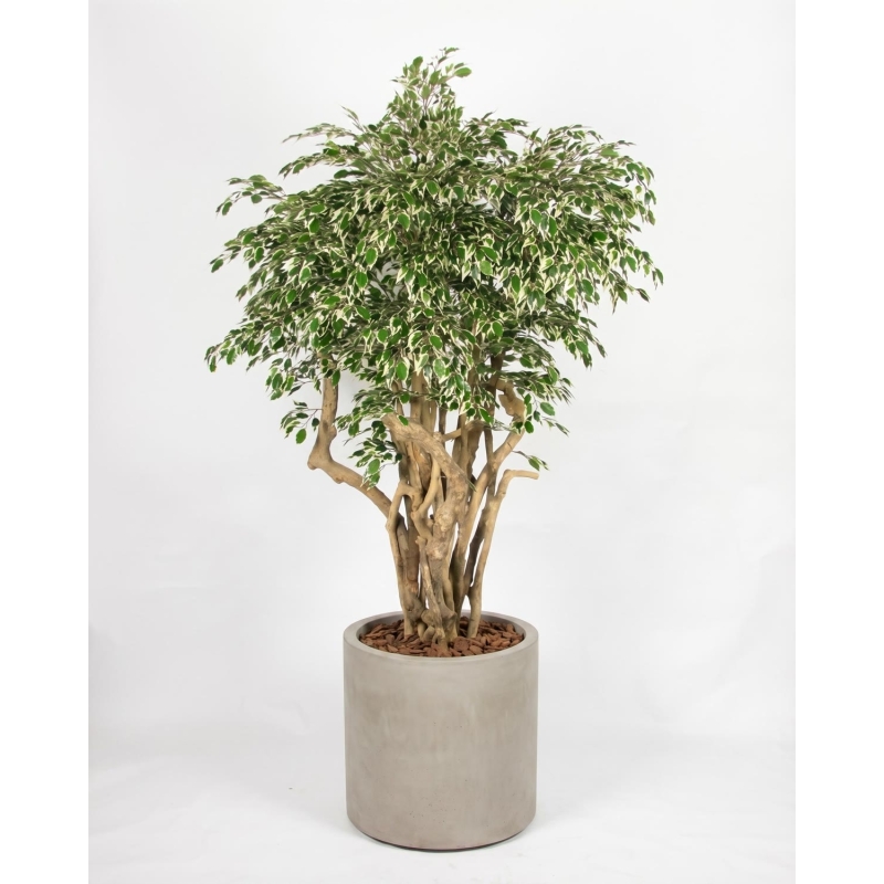 Ficus Hawaiian Seminaturale • Variegato • Tronco Tobago