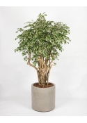 Ficus Hawaiian Seminaturale • Variegato • Tronco Tobago