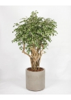 Ficus Hawaiian Seminaturale • Variegato • Tronco Tobago