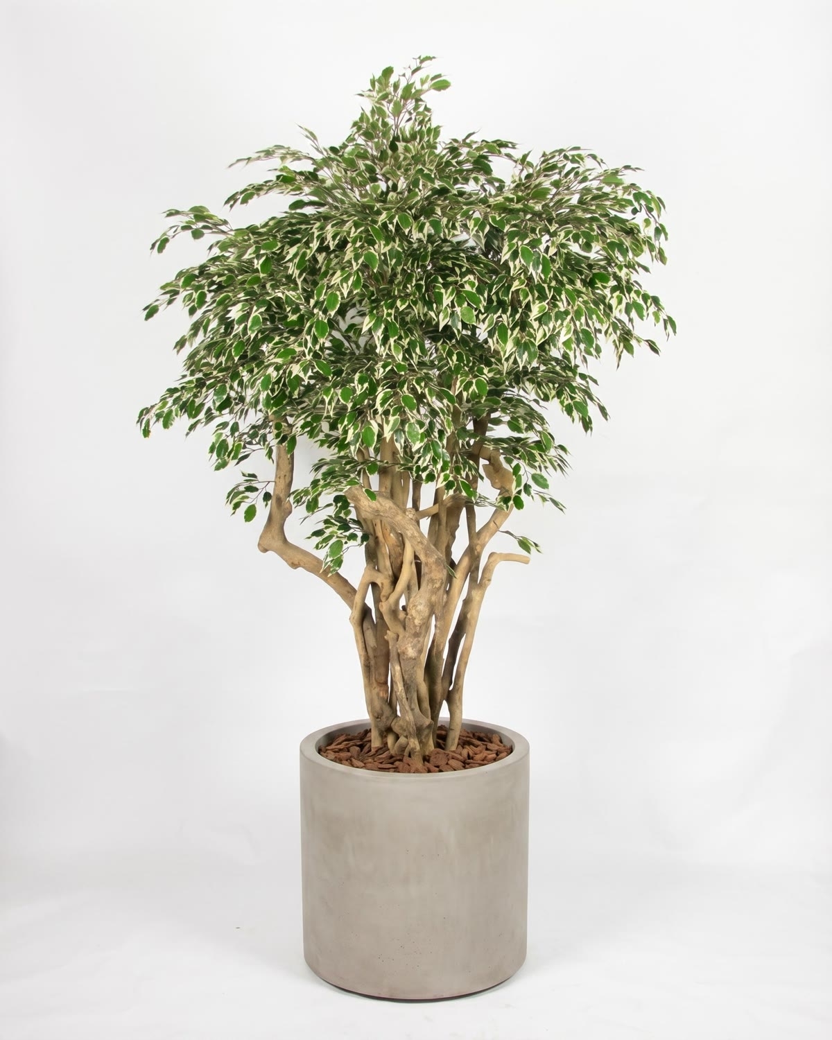 Ficus Hawaiian Seminaturale • Variegato • Tronco Tobago