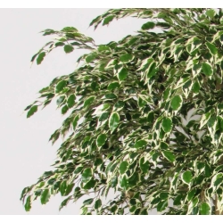 Ficus Hawaiian Seminaturale • Variegato • Tronco Tobago