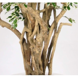 Ficus Hawaiian Seminaturale • Variegato • Tronco Tobago