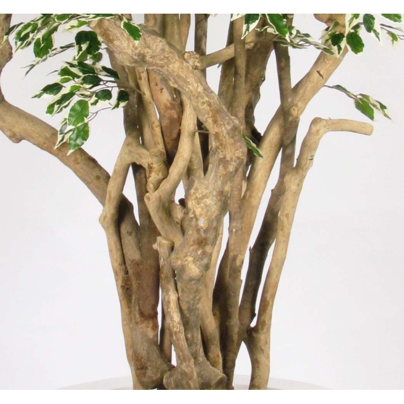 Ficus Hawaiian Seminaturale • Variegato • Tronco Tobago