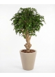 Ficus Hawaiian Seminaturale • Verde • Tronco Jamaica • H. 200 cm
