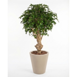 Ficus Hawaiian Seminaturale • Verde • Tronco Jamaica • H. 200 cm