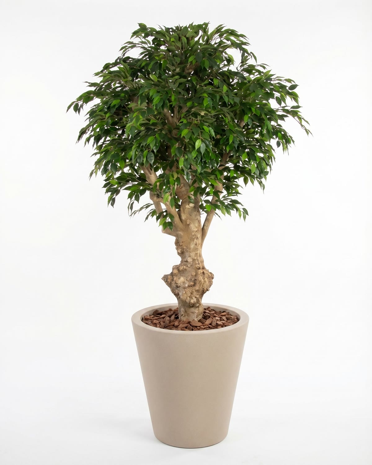 Ficus Hawaiian Seminaturale • Verde • Tronco Jamaica • H. 200 cm