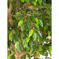 Ficus Hawaiian Seminaturale • Verde • Tronco Jamaica • H. 200 cm