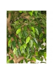 Ficus Hawaiian Seminaturale • Verde • Tronco Jamaica • H. 200 cm