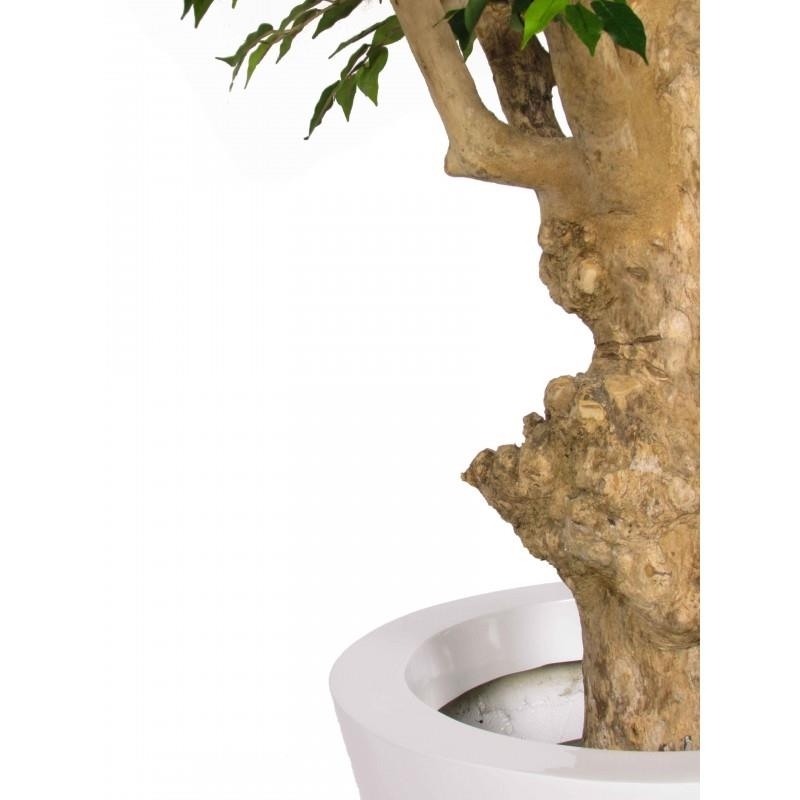 Ficus Hawaiian Seminaturale • Verde • Tronco Jamaica • H. 200 cm
