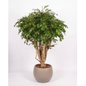 Ficus Hawaiian Seminaturale • Verde • Tronco Tobago
