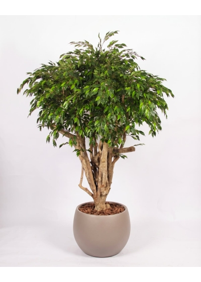 Ficus Hawaiian Seminaturale • Verde • Tronco Tobago