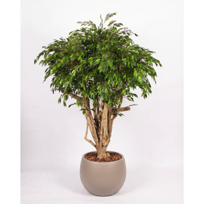 Ficus Hawaiian Seminaturale • Verde • Tronco Tobago