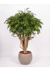 Ficus Hawaiian Seminaturale • Verde • Tronco Tobago