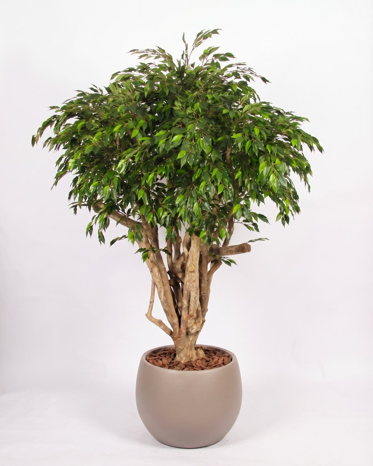 Ficus Hawaiian Seminaturale • Verde • Tronco Tobago