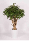 Ficus Hawaiian Seminaturale • Verde • Tronco Tobago