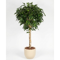 Ficus Longifolia artificiale Tronco Gigantea- Verdevip