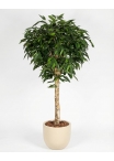 Ficus Longifolia artificiale Tronco Gigantea- Verdevip