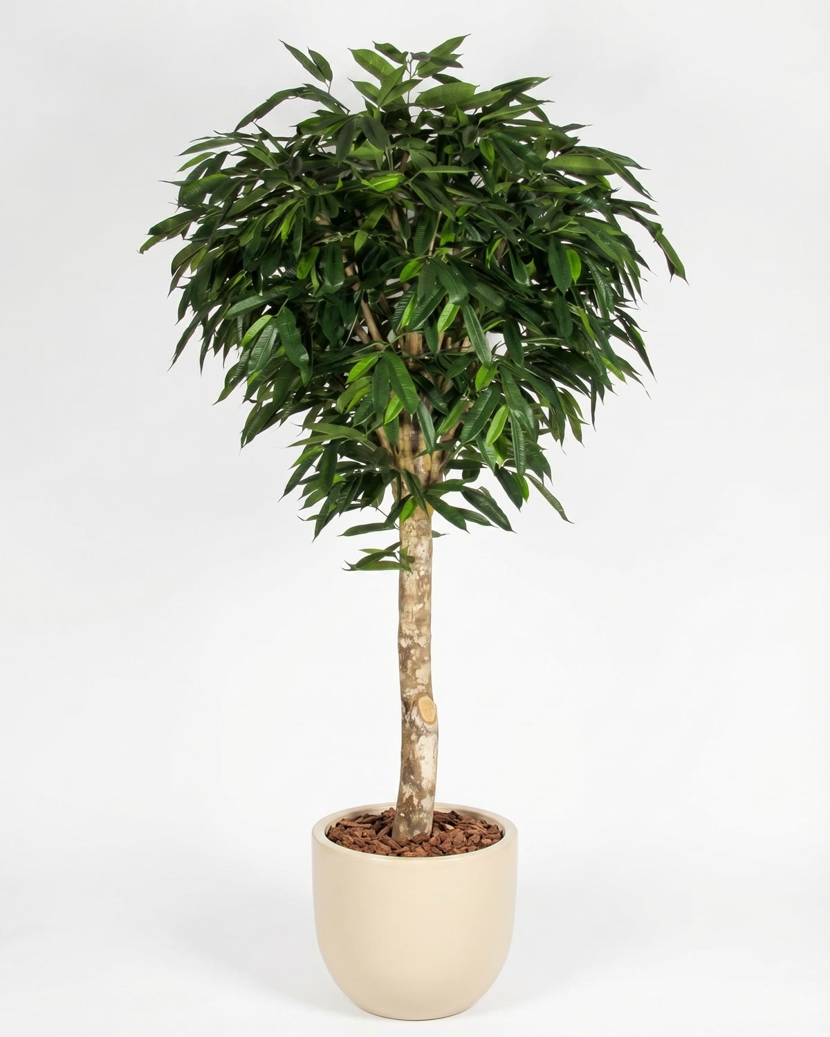 Ficus Longifolia artificiale Tronco Gigantea- Verdevip