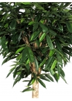 Ficus Longifolia artificiale Tronco Gigantea- Verdevip